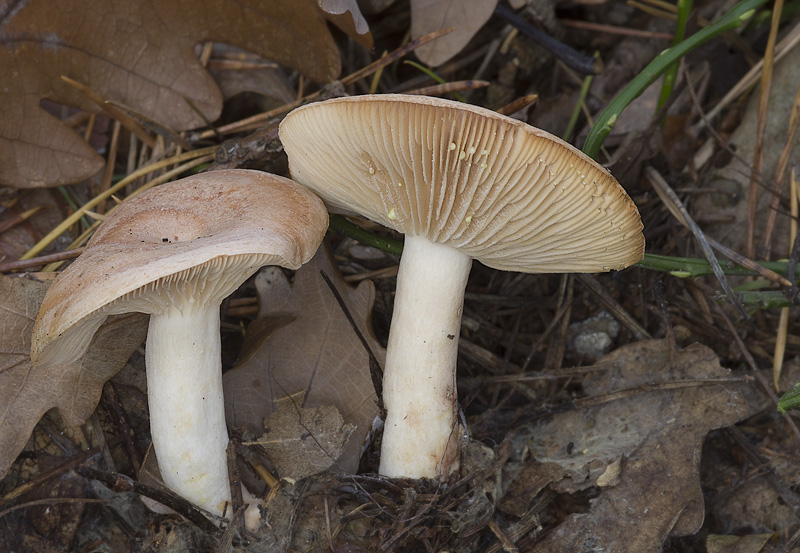 Lactarius chrysorrheus